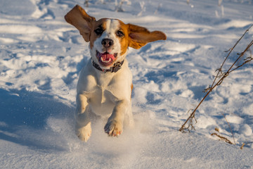 The Beagle runs in the snow. puppy in nature. hunting dog running through the woods. thoroughbred puppy Beagle walks in the woods. dog breed with large ears and red face