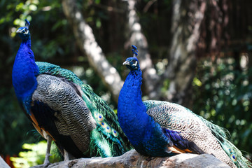 Fototapeta premium Peacock feeding in the zoo