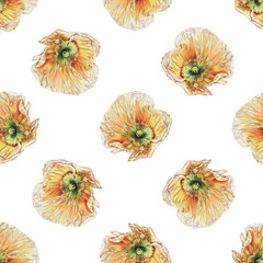 Seamless floral pattern with yellow poppies on white. Spring flowers. Botanical natural background drawn by hand with colored pencil.