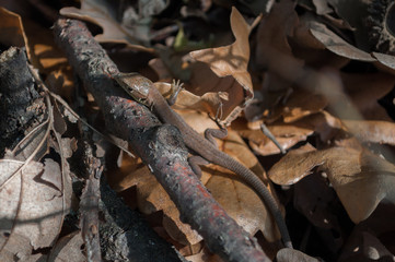 Lizard resting on a log