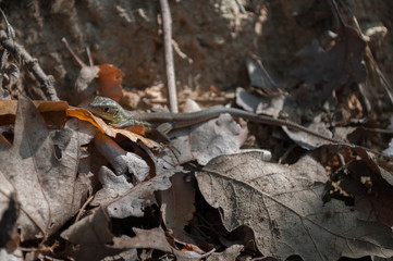 Small lizard resting on an orange leaf
