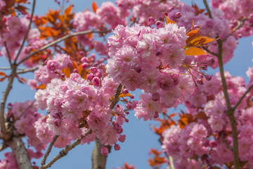 Branches of blossoming pink Japanese cherry tree with blue sky background in sunny spring day on the Atlantic coast of France
