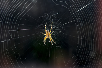 Spinne mit Spinnennetz, Schweiz