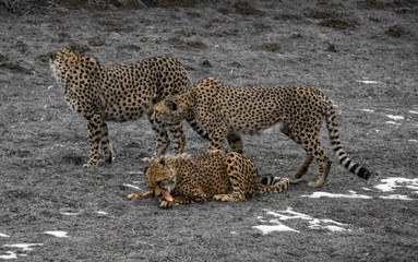 Three cheetahs inside an enclosure at an austrian zoo with desaturated background