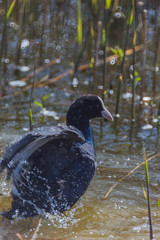 The Eurasian coot (Common coot) bathes in shallow water with much splashing in Marquenterre nature park, France