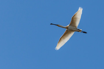 Eurasian Spoonbill flying with a clear blue sky background on a sunny spring day in the wetland of Marquenterre nature park, France