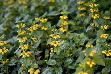 Lamium yellow flowers in spring