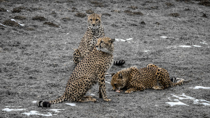 Partially desaturated picture of two cheetahs standing alert while a younger one feeds on a slab of meat inside their enclosure at a zoo