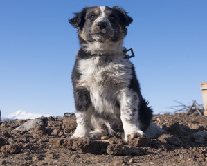 Fototapeta na wymiar Small shepherd dog