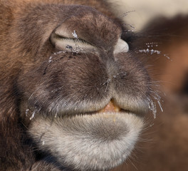the muzzle of a Bactrian camel