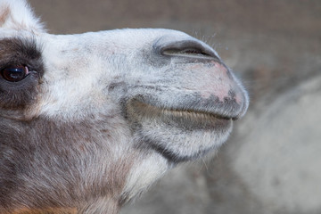 the muzzle of a Bactrian camel