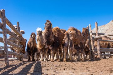 herd of Mongolian camels