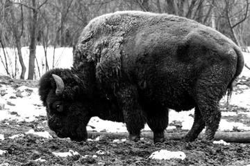 Black and white shot of massive, male bison (buffalo) rummaging through the mud in winter