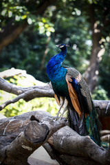  Peacock feeding in the zoo