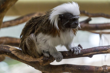 Cotton top tamarin holding on to a small branch inside its zoo enclosure