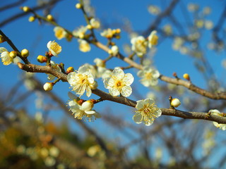 里山に咲く白梅
