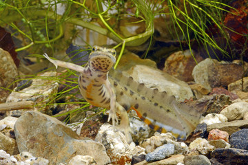 Teichmolch (Lissotriton vulgaris) - Smooth newt