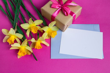 Bright yellow narcissus or daffodil flowers and greeting card and gift on pink background.