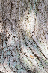 Detailaufnahme einer Baumrinde
