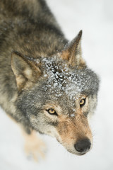 Fototapeta premium gray wolf