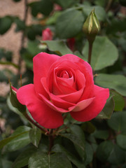 Pink red rose flower close up