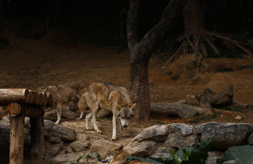 wolves  feeding  in  the zoo