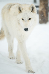 Naklejka premium White wolf, arctic wolf