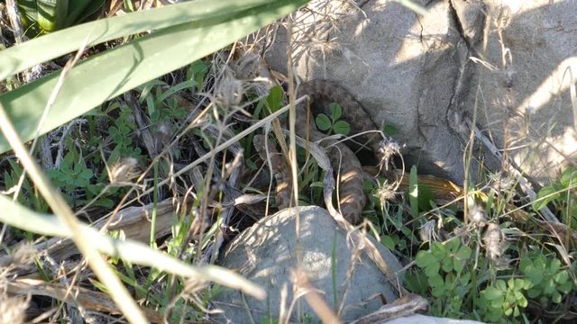 Small baby snake in the meadows of Cyprus on a warm sunny day