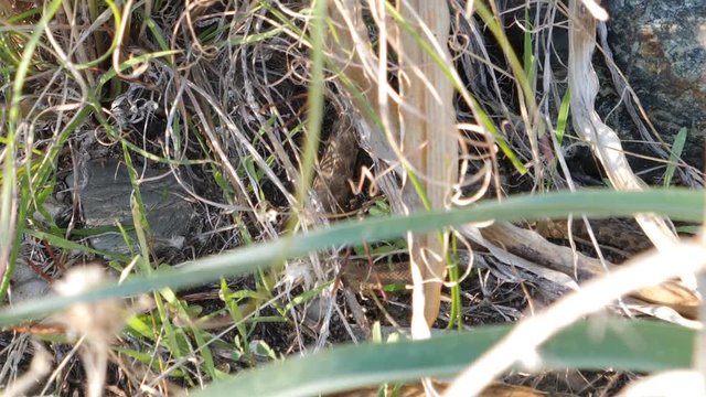 Baby cat snake slithering its way to a hiding spot in the meadows