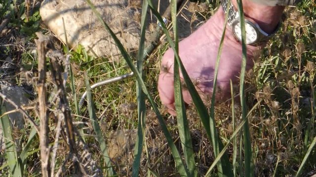 Snake handler finds and picks up a baby cat snake in the meadows on a summer day