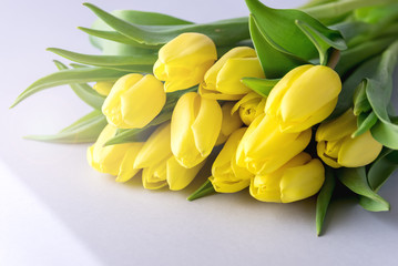 Obraz premium Beautiful Yellow Tulips on Blue Background Cop Beautiful Spring Flowers Toned Background with Tulips 