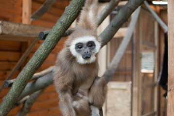 Gibbon monkey