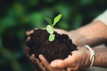 Plant a tree The soil and seedlings in the grandmother's hand