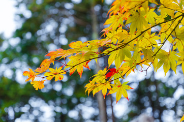 autumn yellow maple leaves with blurred background at morning in autumn season from Kyoto, Japan, soft focus, sunlight effect