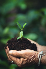 Plant a tree The soil and seedlings in the grandmother's hand