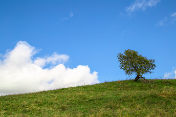 Fototapeta na wymiar one tree on mountain background spring sky 