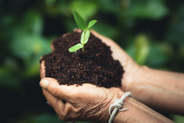 Plant a tree The soil and seedlings in the grandmother's hand