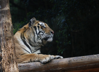 Tiger kept in the zoo