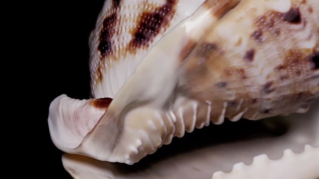 Seashell Isolated on Black Background, Warm Light &ndash; Close-up, Detail