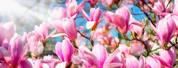 Crédence en verre imprimé Lilas Magnolias roses en pleine floraison au printemps