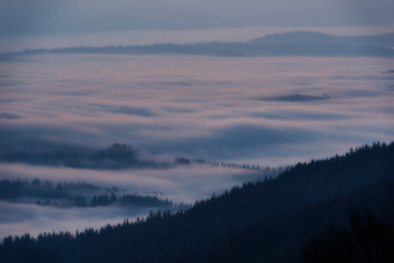 Fototapeta na wymiar trees in a fog on the mountain