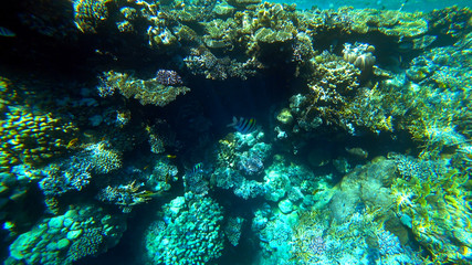 Naklejka na ściany i meble Underwater marine world