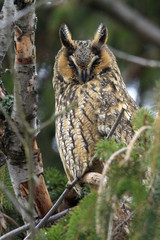 Long-eared owl on the tree.