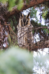 Long-eared owl on the tree.