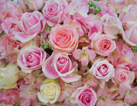 roses for background. pastel color style