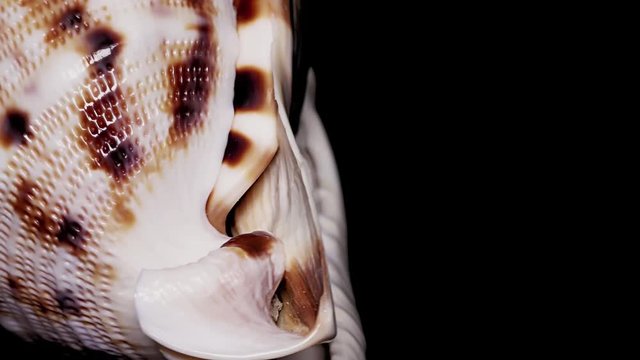 Seashell Isolated on Black Background, Warm Light &ndash; Close-up, Detail
