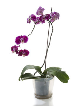 Purple colored orchid in flower pot isolated on white background.    