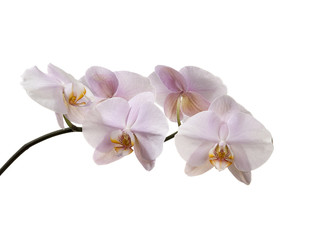 Pink orchid isolated on white background. 