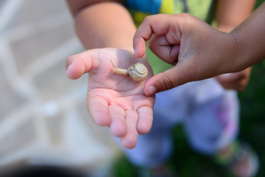 Snail on children's palms