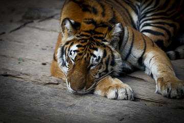 Tiger kept in the zoo